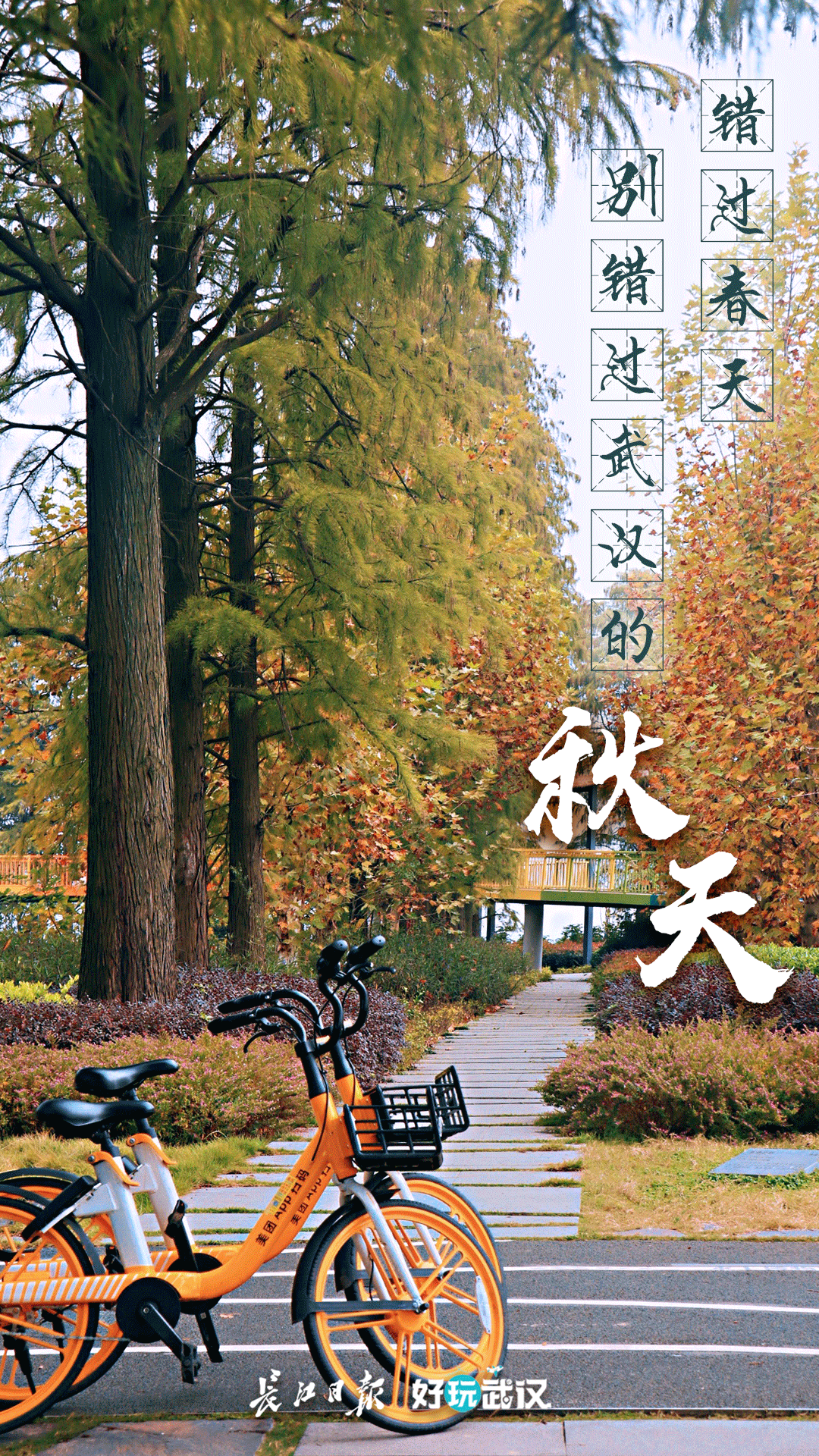 武汉这个漫长的秋天，是大自然馈赠的礼物啊