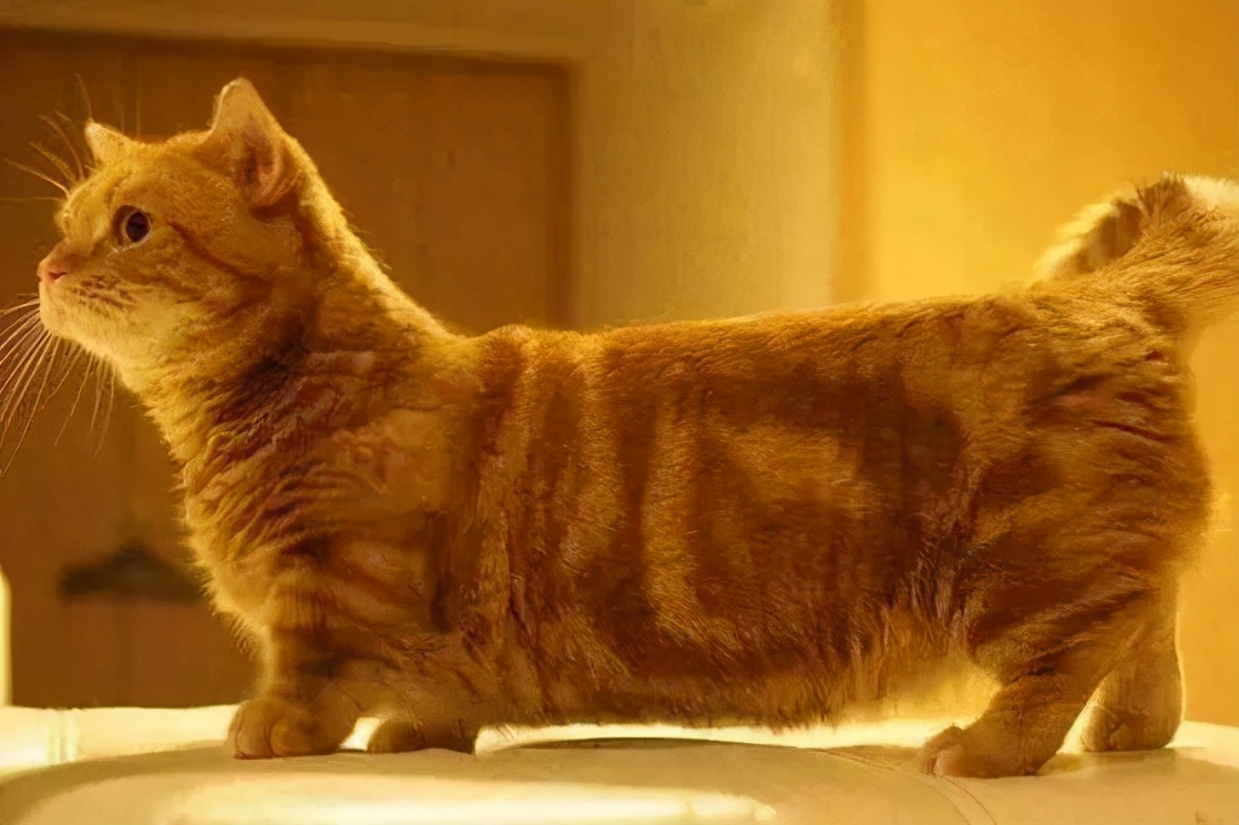 曼赤肯猫多少钱一只曼赤肯猫好养吗