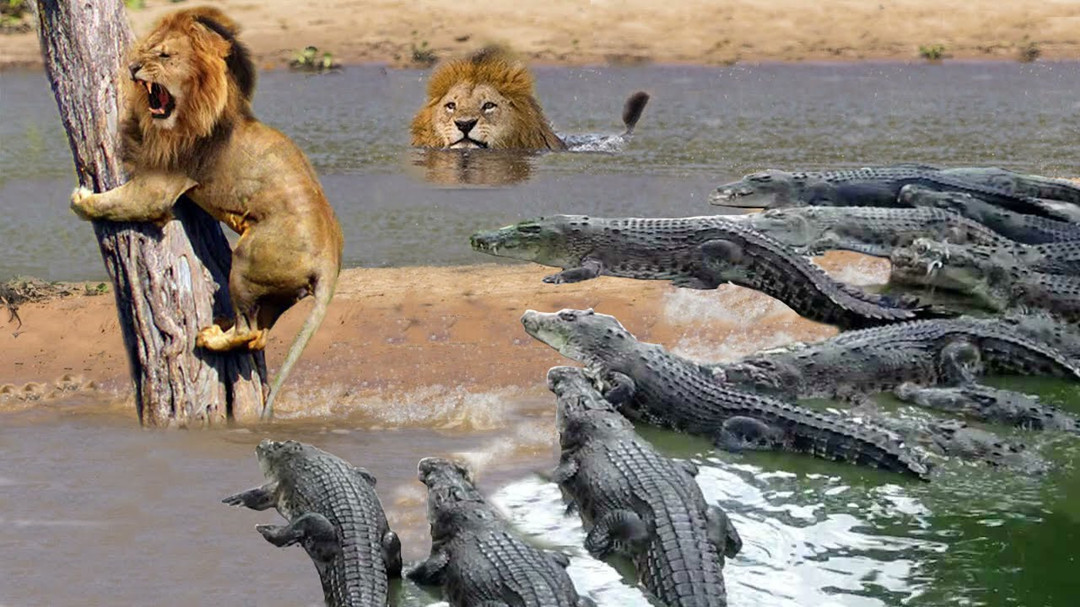 Crocodiles try to attack lions continuously