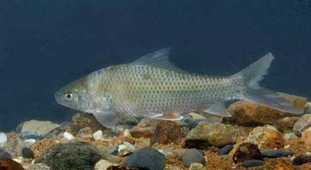 鲮鱼：耐低氧、耐肥水、像鲴鱼和白鲢鱼一样是池塘里的清道夫