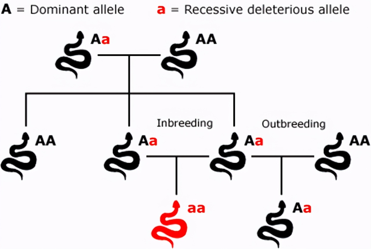 English Inbreeding In extreme cases, inbreeding can maintain the population, why does ...