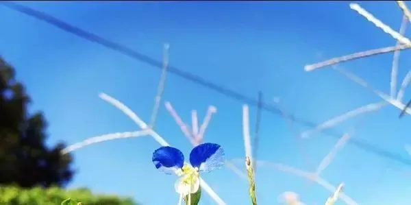 160種· 奇花異草,絕對有你沒見過的! 「下部分」