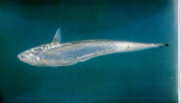 中国淡水鱼图集一489