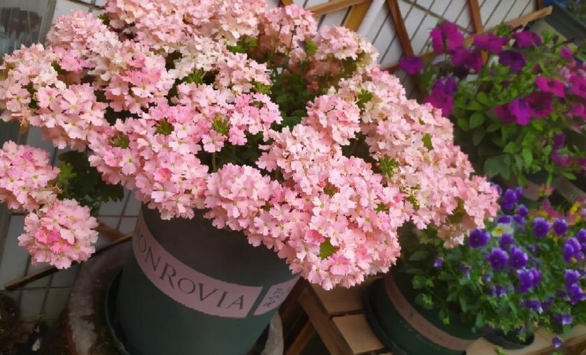 The temperature drops day by day, just start with these three kinds of