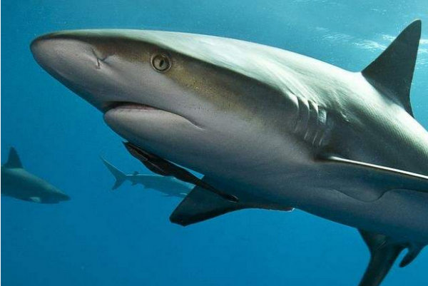 世界上体型最大的鲨鱼图片