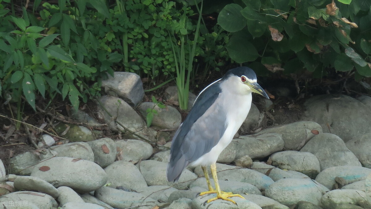 北京動物園的編外居民，不請自來的神秘鳥類：夜鷺
