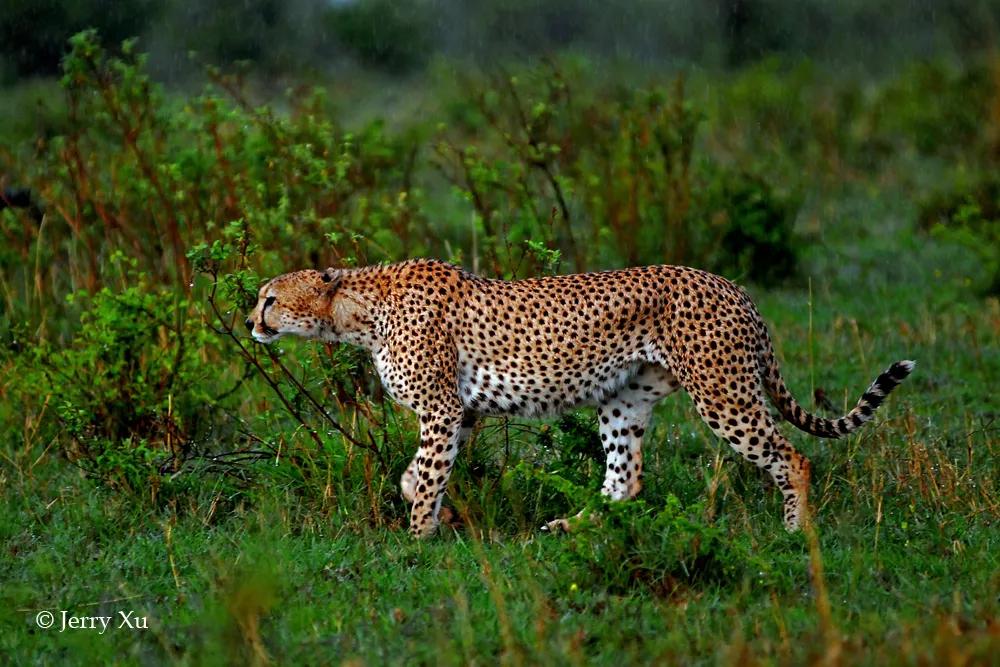 国际猎豹日 | 豹豹们的花纹，暴美丽