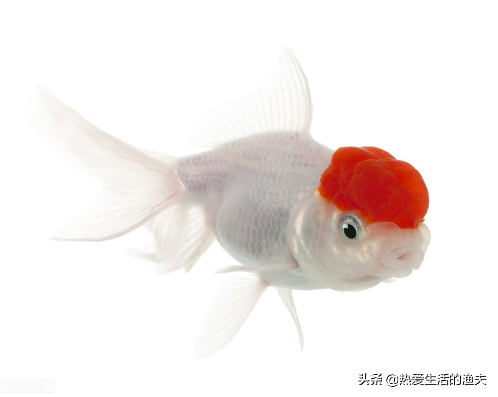 金鱼不吃食是什么原因 金鱼变瘦是怎么回事 看完本篇解决问题 热爱生活的渔夫 Mdeditor