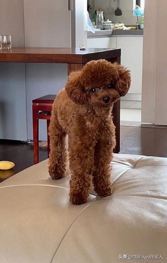 第一次见腿这么长的狗上热搜图片