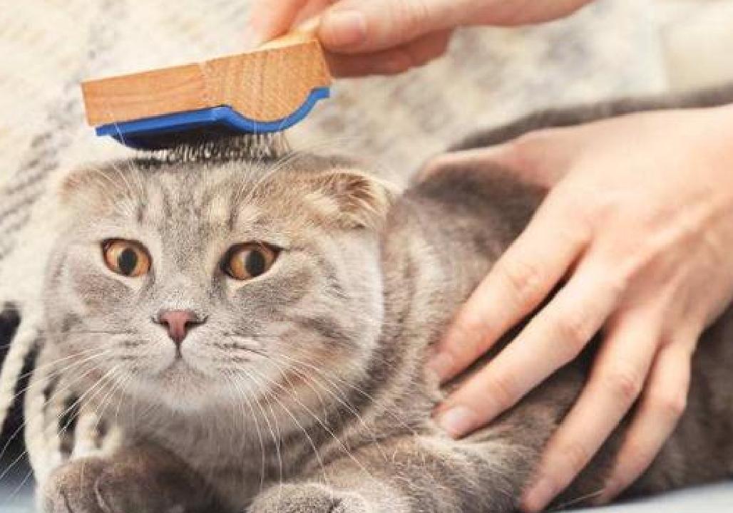 What Does The Barb Of A Male Cat Do Why Do You Intentionally Scratch The Female Cat During Mating Minnews