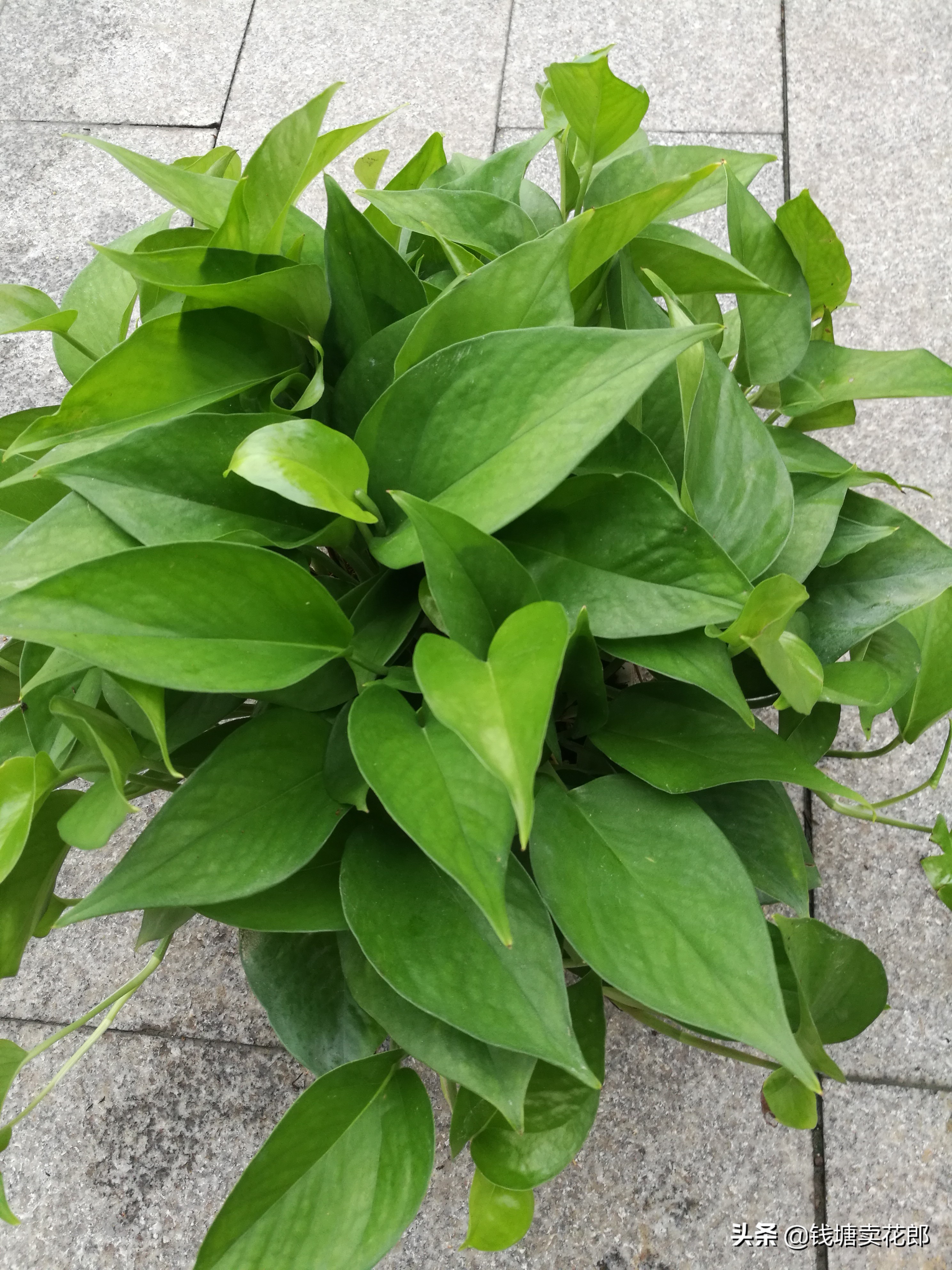 喜陰的植物都有哪些 這5種最常見的植物 個個都是 耐陰王 錢塘賣花郎 Mdeditor