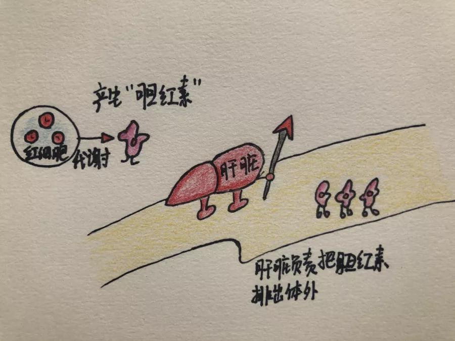 健康科普大赛获奖作品展示③|新生儿黄疸早知道