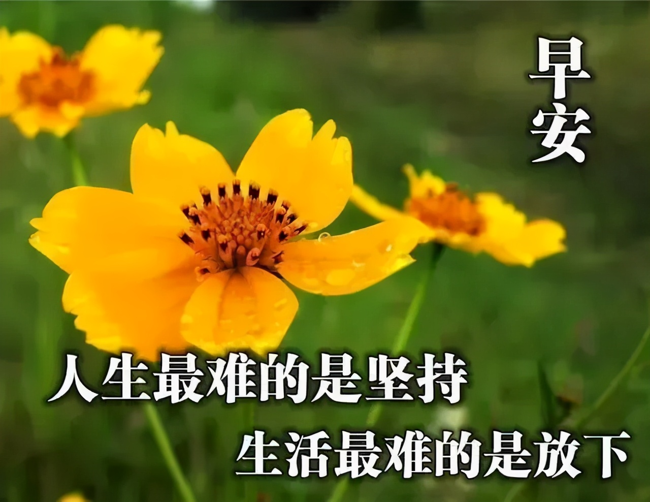 早上好问候语动态表情图文字，微信新的漂亮祝福语图片图片