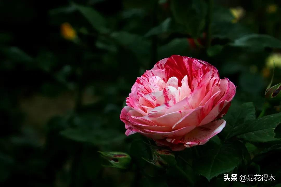 莫道花無百日紅 月季催花需用功 易花得木 Mdeditor 莫道花無百日紅 月季催花需用功 易花得木 Mdeditor