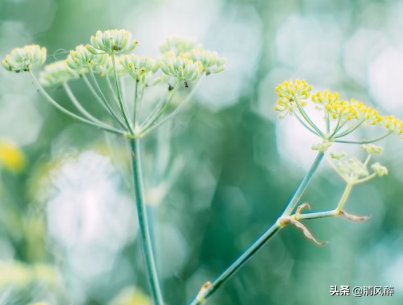 超级温柔的神仙句子 醉后不知天在水，满船清梦压星河图片