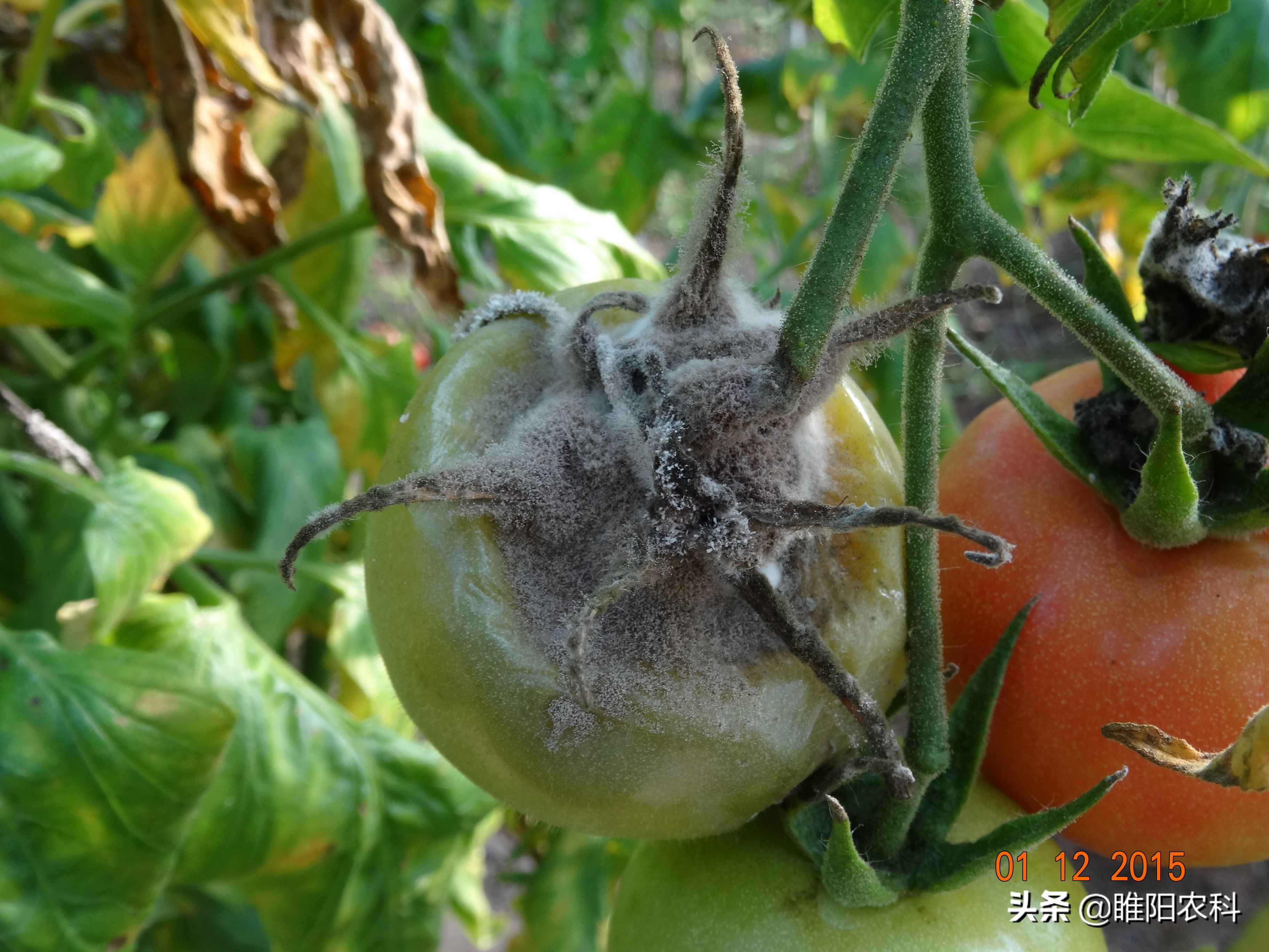 番茄灰霉病难控制试试这几个简单的方法效果却非常好