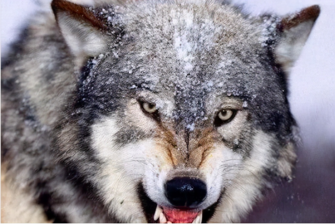 世界最強犬科動物 北美灰狼 身長兩米可以輕鬆幹掉藏獒 黎明微光 Mdeditor