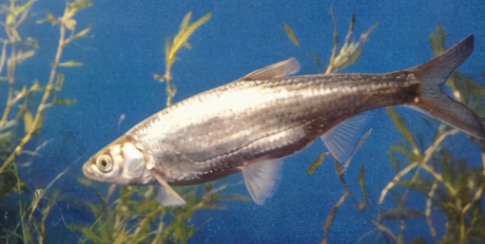 79油42 鲤科hemiculter bleekeri bleekeri warpachowsky(油鲹,白条