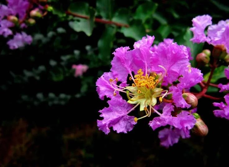 有关紫薇花的诗词，“醉”是迷人美如画-第2张图片-诗句网