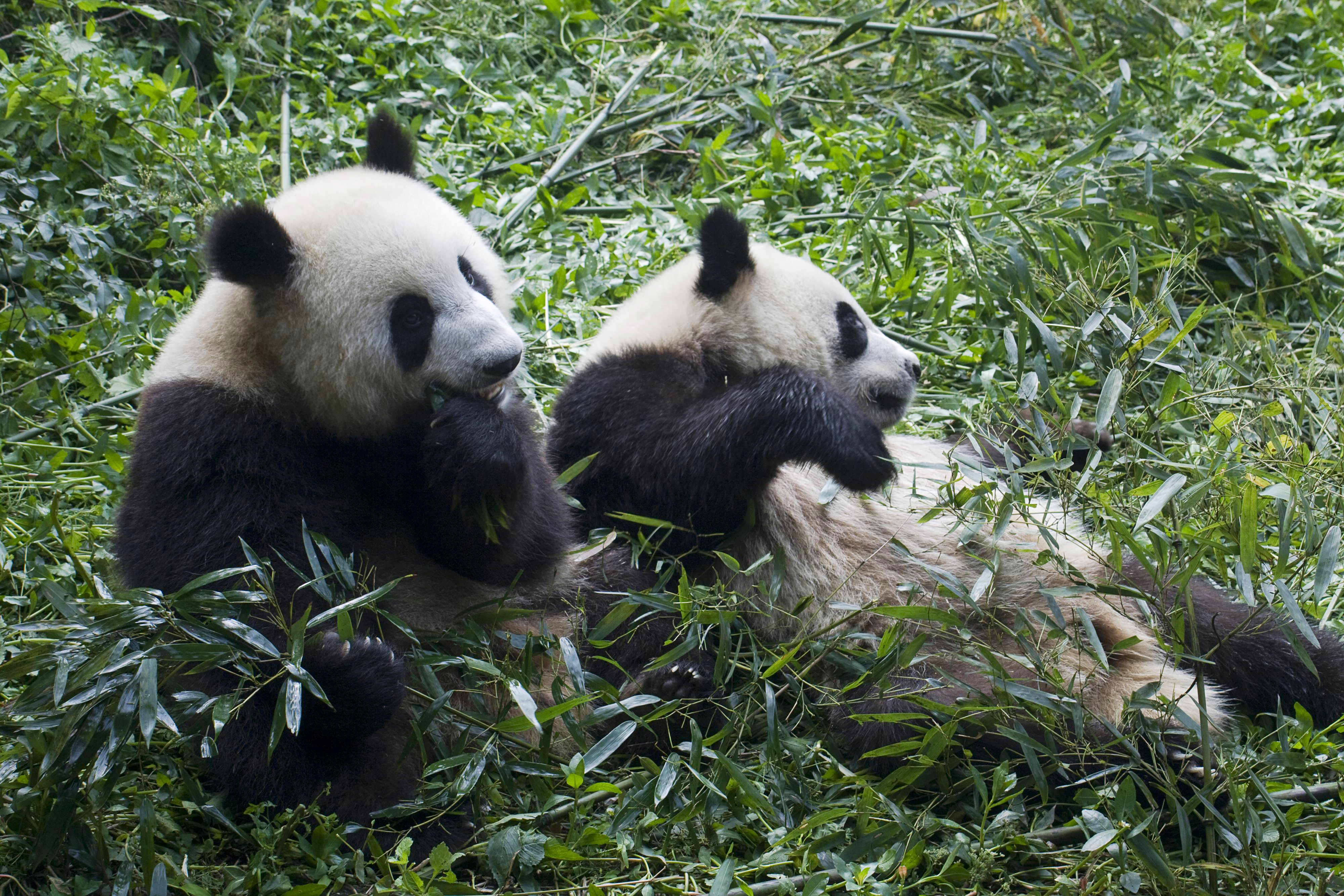 世界上最能賺錢的動物是什麽？大熊貓出國打工，卻慘遭退貨？