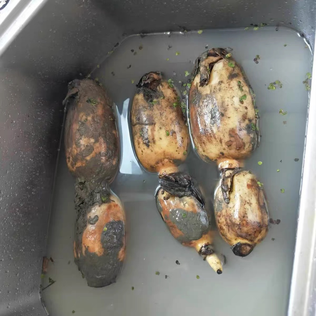 这8种水果蔬菜，容易腐烂变质，在家这样储存，比放冰箱还管用