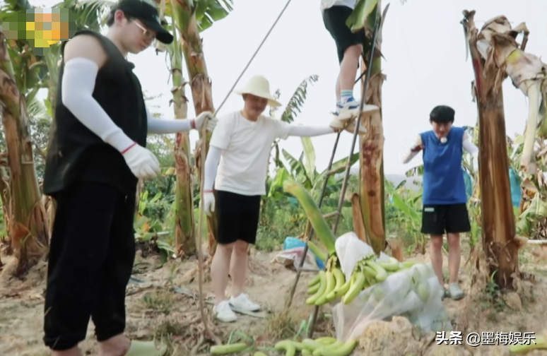 《向往的生活》滤镜有多强？在树上还是绿的香蕉，落地立马变色了