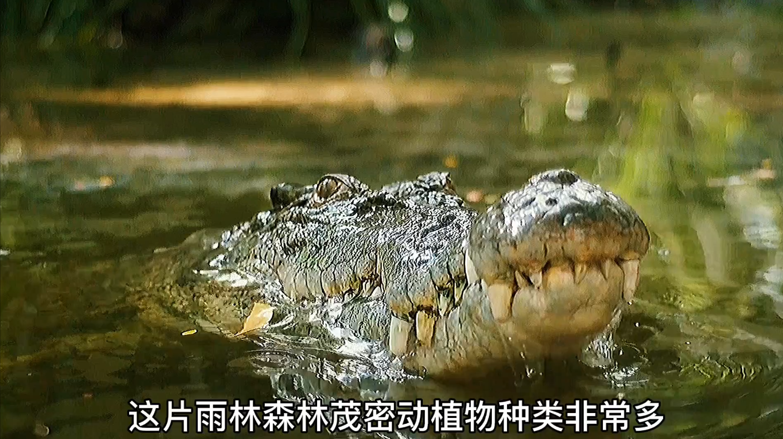 如果你不小心迷失在亚马逊雨林应该怎么活着走出去 魅派网