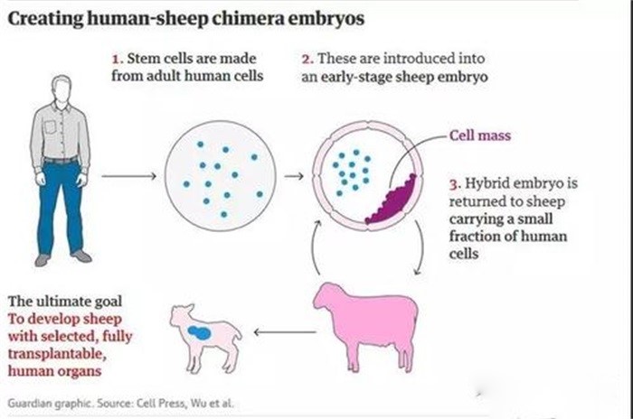 日本製造人與動物的混合胚胎，目的是什麽？