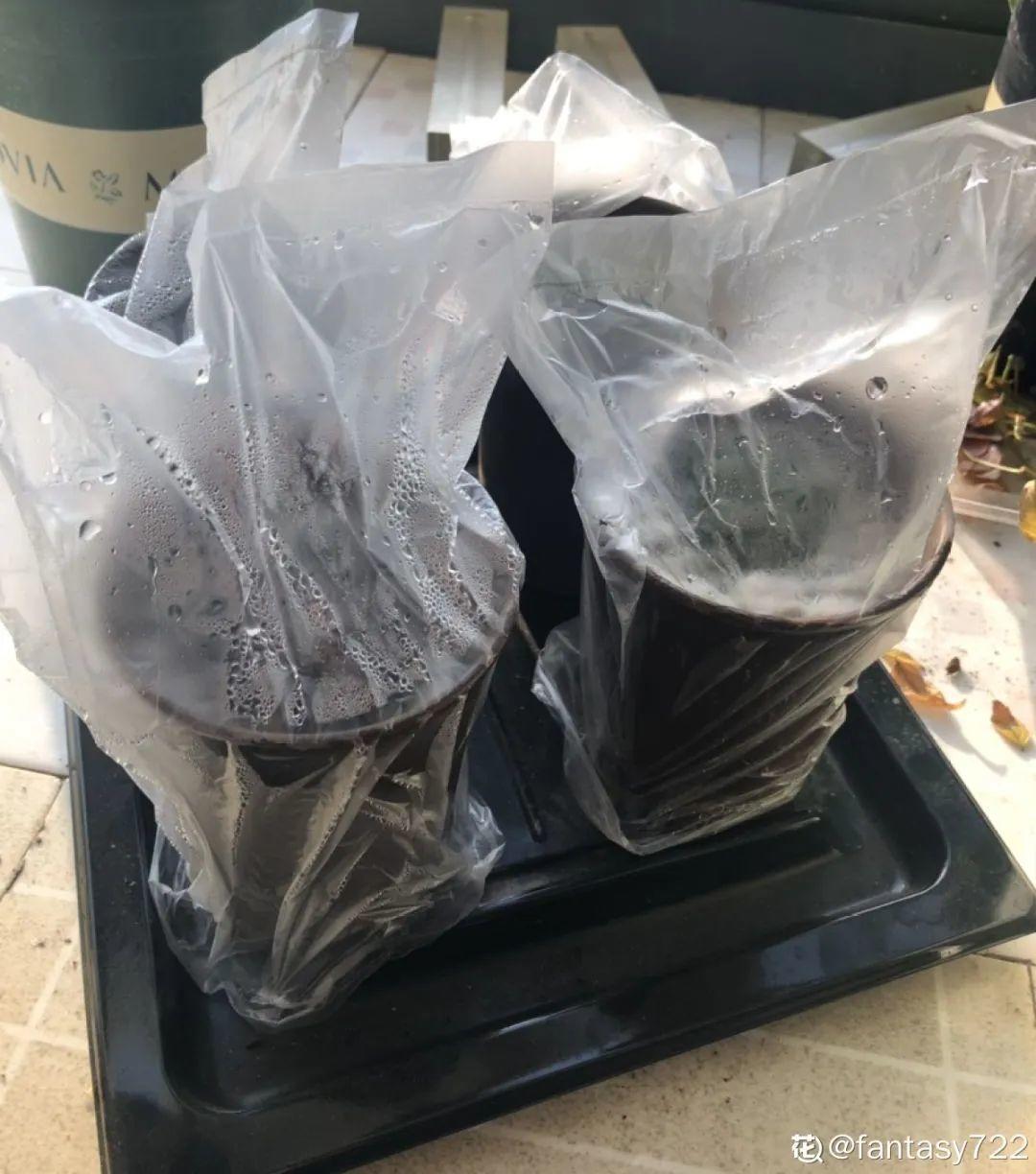 春天不能晒的花，越晒越丑，放阴凉地儿，反倒