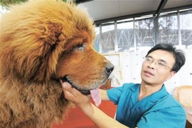一条狗值北京一套房，曾经敢卖4000万，如今却“白送”也没人要