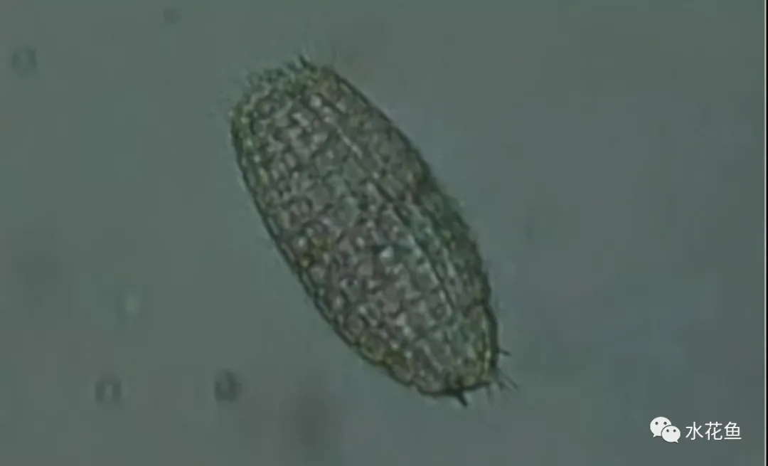 浮游动物与水产养殖:不能多也不能少,保障水生态系统的生物平衡