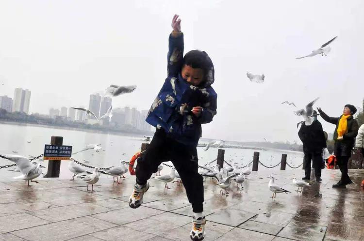 汉中《海鸥之家》呼吁：请带一个馒头来观赏可爱小精灵—红嘴鸥！