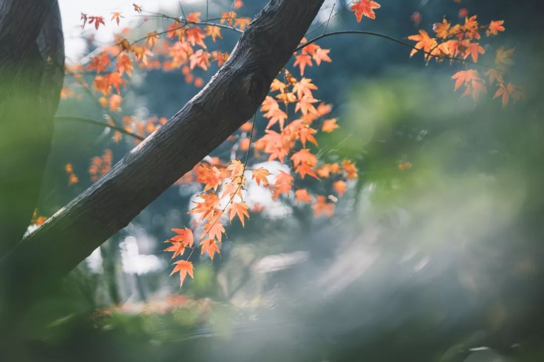 古今10首写秋名作，首首经典