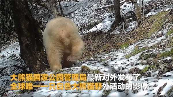 全球唯一白色大熊貓現身，沒有黑眼圈，消失多年物種也不斷出現