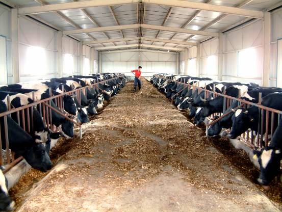 牛犊抢着买，肥牛却卖不掉，养牛户如何解决销