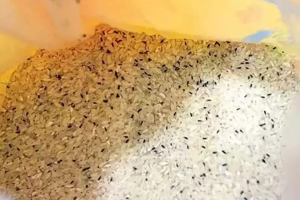 這2種米飯或�暗藏�黃曲霉素，不要吃了，常吃可能會傷肝