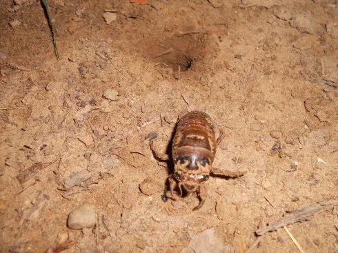 滿樹都是知了猴兒