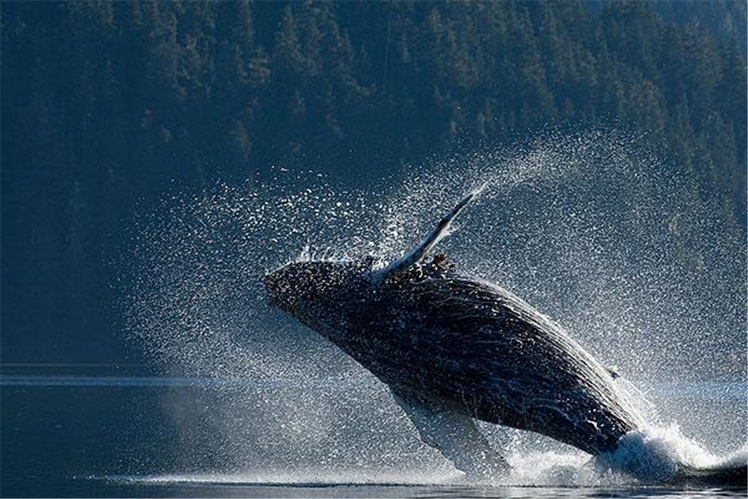 为什么鲸鱼会跃出水面，然后再重重地摔进海里？
