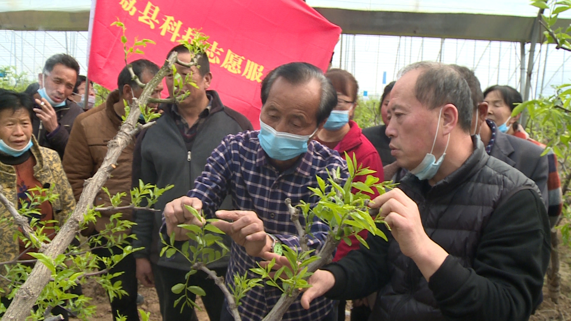 大荔縣科協科技之春宣傳月送技下鄉講座辦進田間地頭