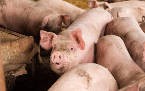 精准饲养，提高猪群的抗体水平，疫情期间猪群的特点