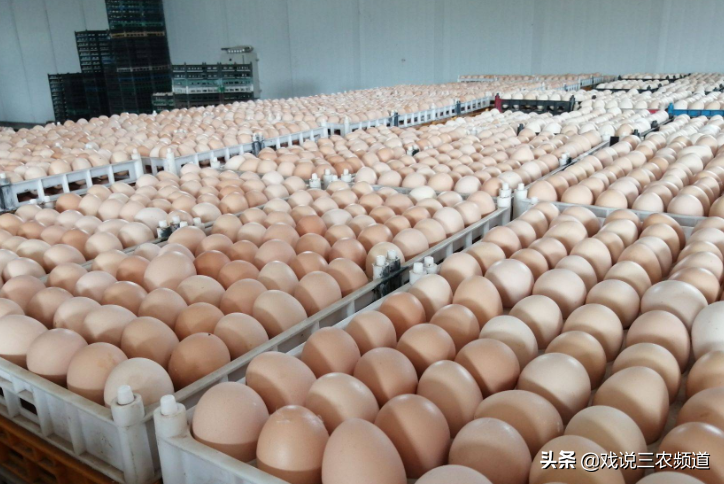 "火箭蛋"涨至7元/斤，背后原因揭晓！恶意抬价被罚，官方出手