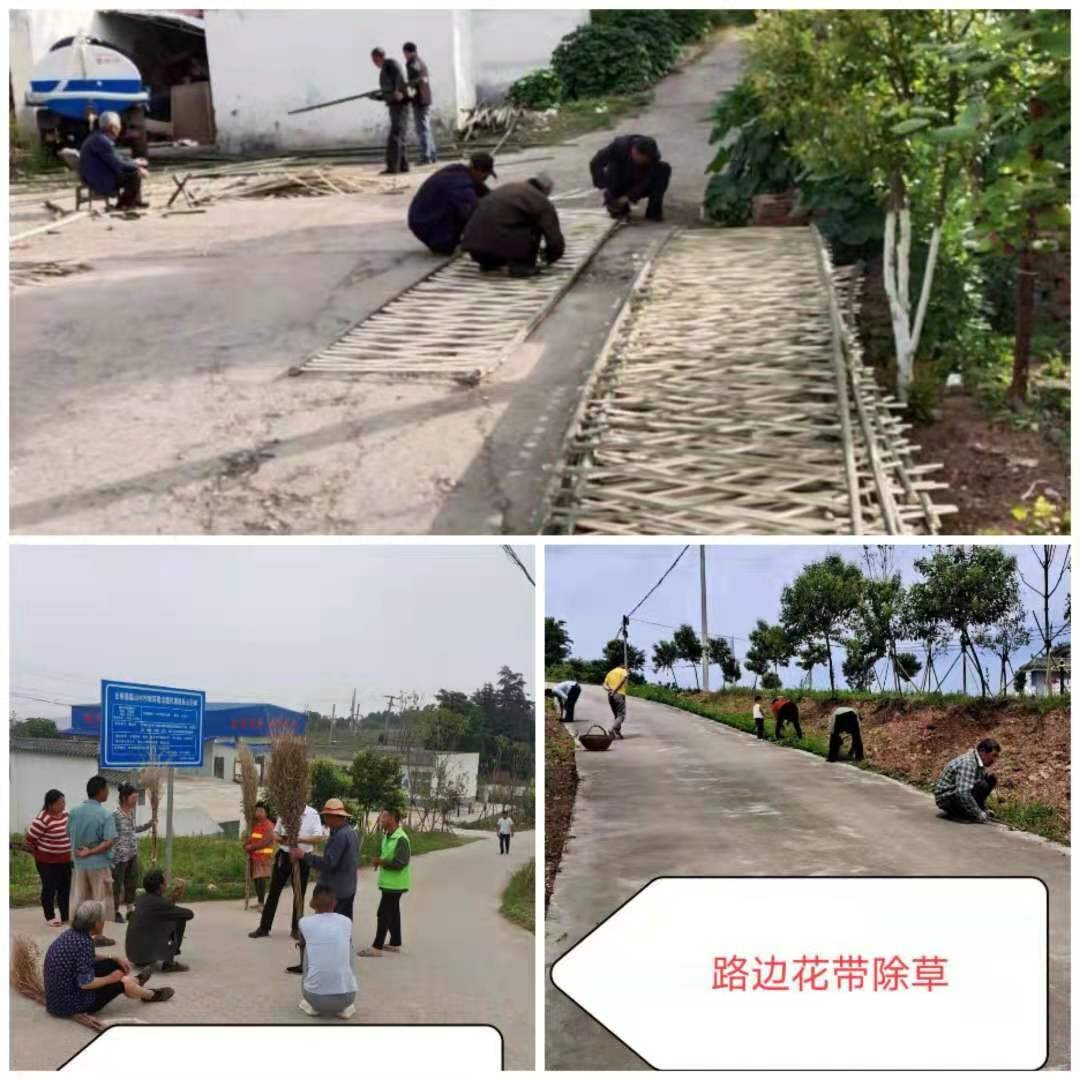 格桑花与百日菊共同的花语
