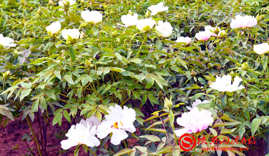 第四屆洽川旅游文化季牡丹嘉年華精彩紛呈 美食美景等你來解鎖（組圖）