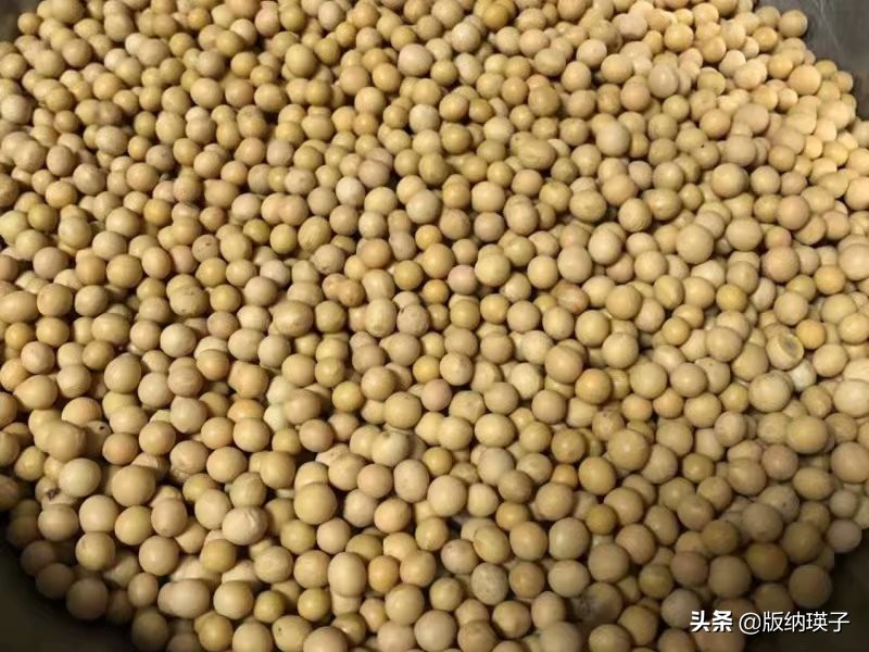 农家自制豆豉，做法简单，一看就会，比买的好吃