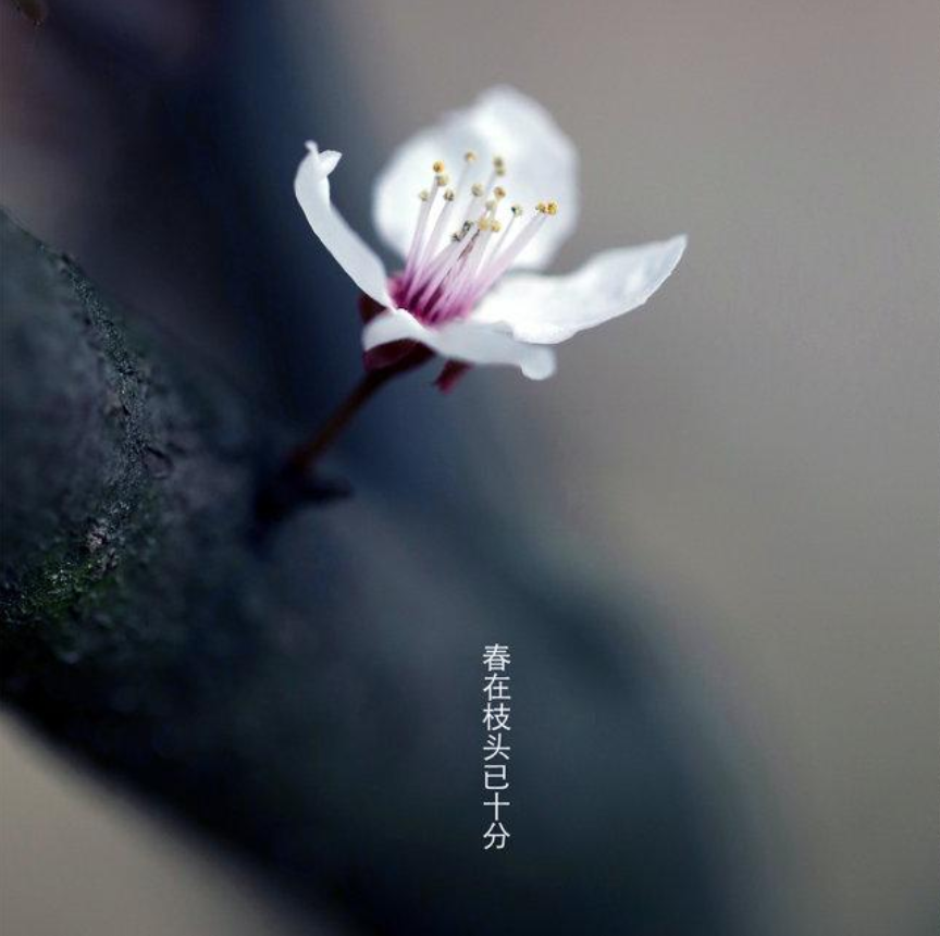 思春 盼春 迎春归-第14张图片-非凡网