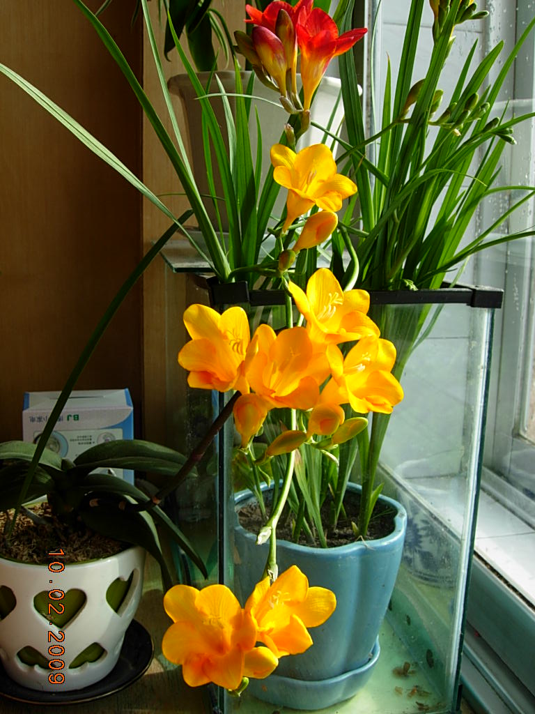 The temperature rises, the 6 kinds of flowers need to "dormant", less