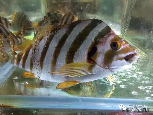史上最全的顶级“海鱼”海鲜大全,全吃过的你人生就到达了巅峰!