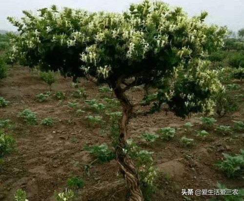 种植药材哪种赚钱（适合种植的4种药材推荐）