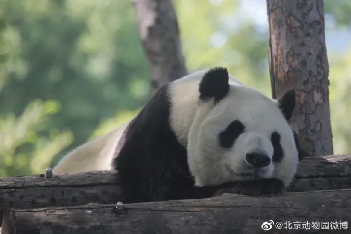 北京动物园“大地叔叔”去世近一个月后，死因公布！网友深情追忆