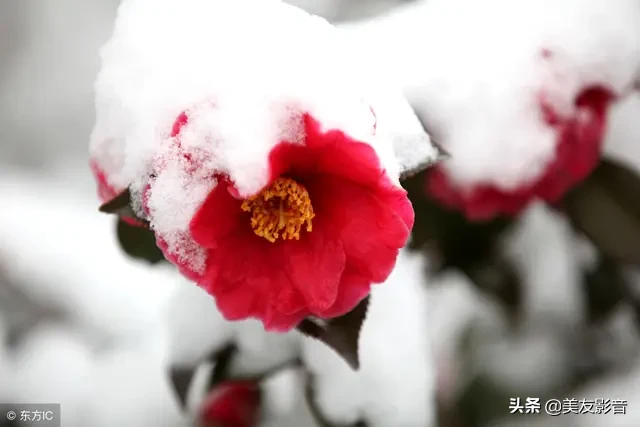 关于梅的诗句大全 梅雪争春未肯降，骚人阁笔费评章图片